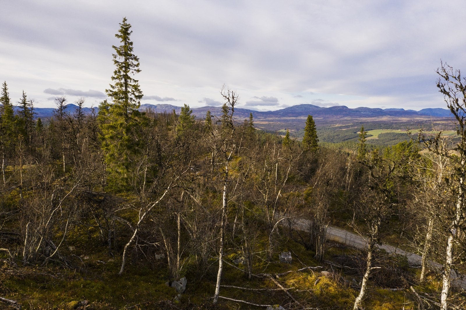 Bilde fra selger Galleribilde