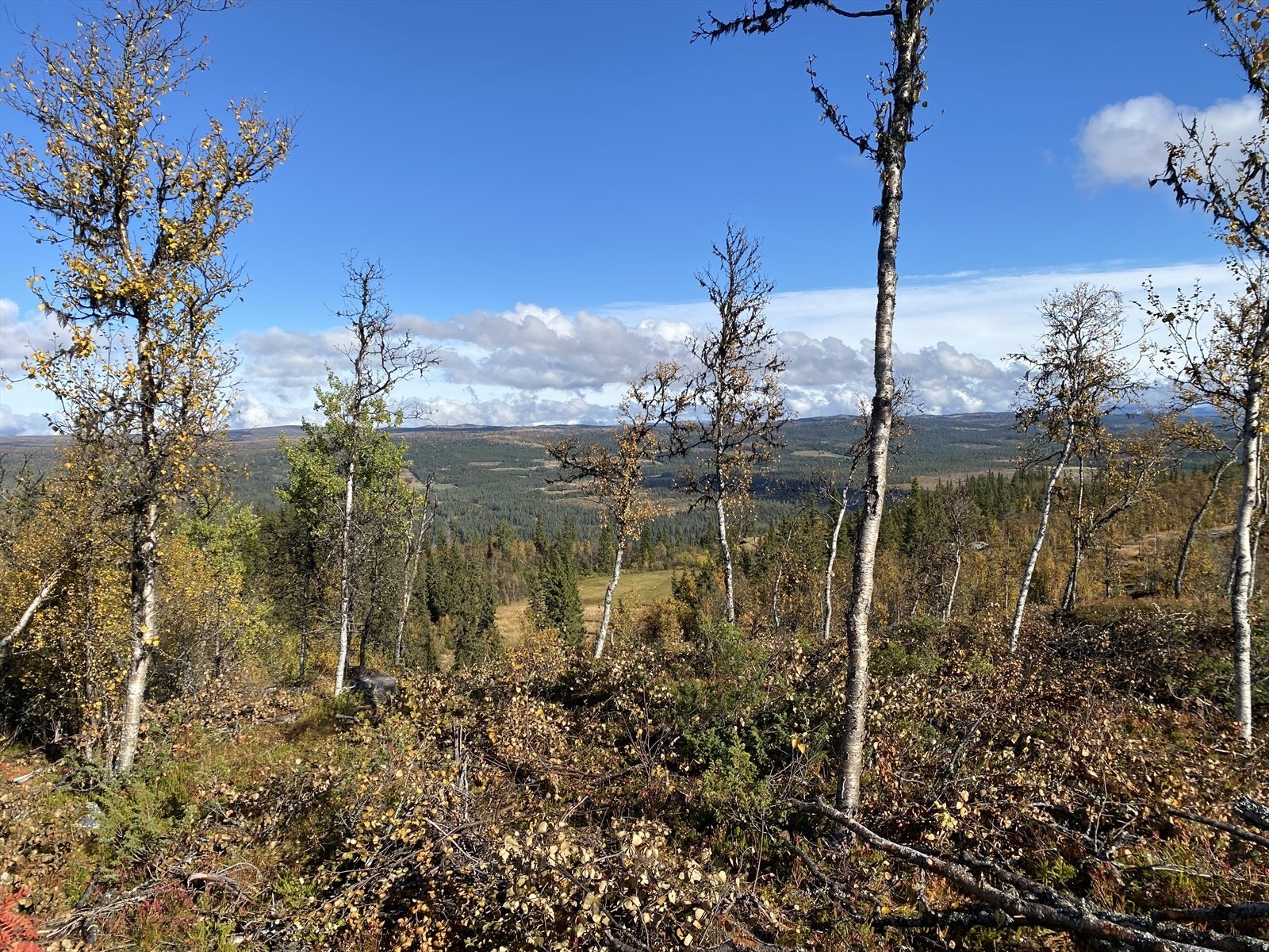 Bilde fra selger Galleribilde