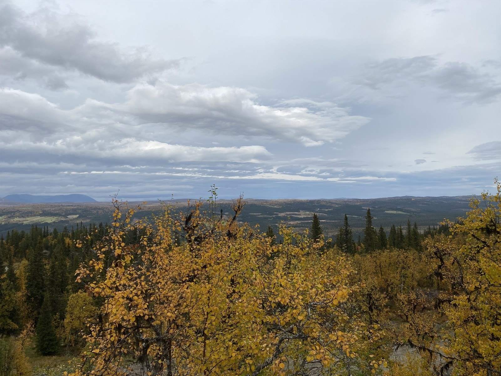 Bilde fra selger Galleribilde
