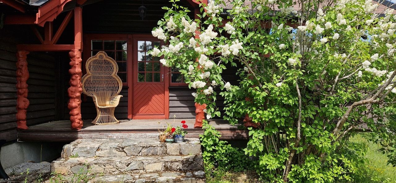 Selgers eget bilde av flott syrin i blomstring Galleribilde