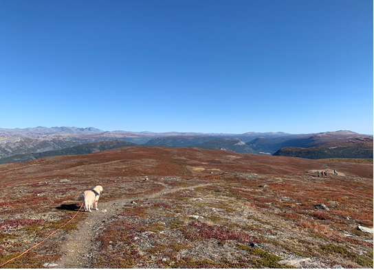 Utsikt fra Bringsfjellet mot Rondane og Heidal. Galleribilde