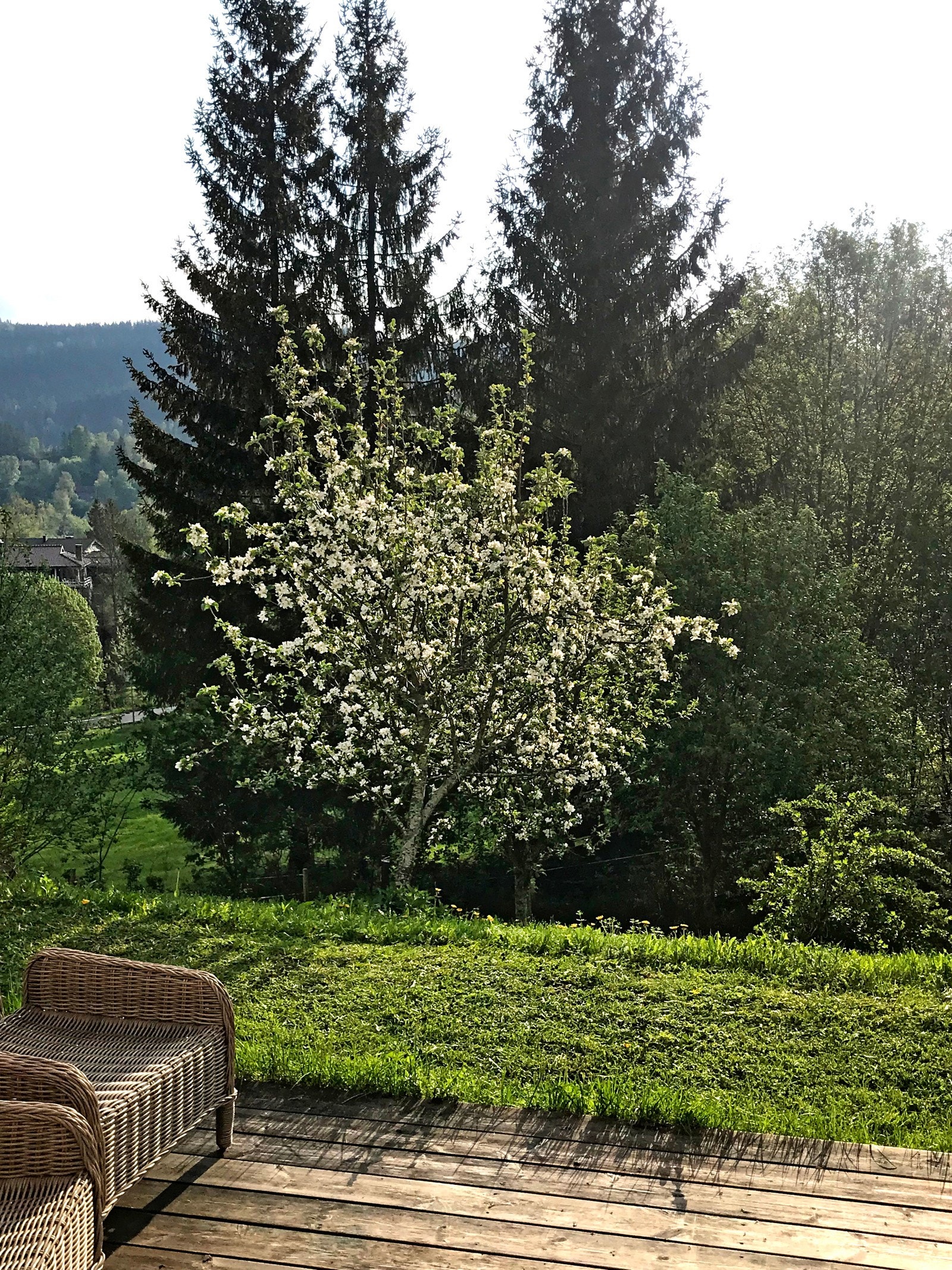 (selgers sommerbilder). Galleribilde