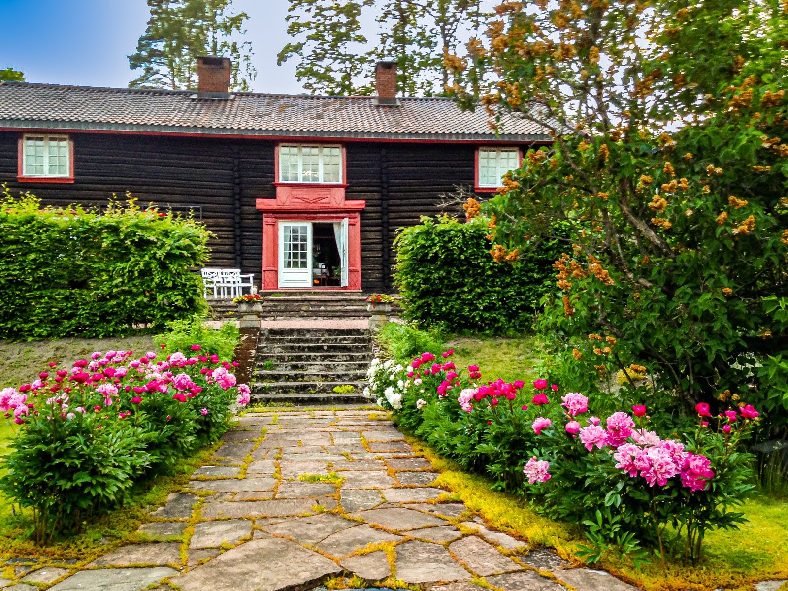 Peoner som blomstrer ved St.hans Galleribilde