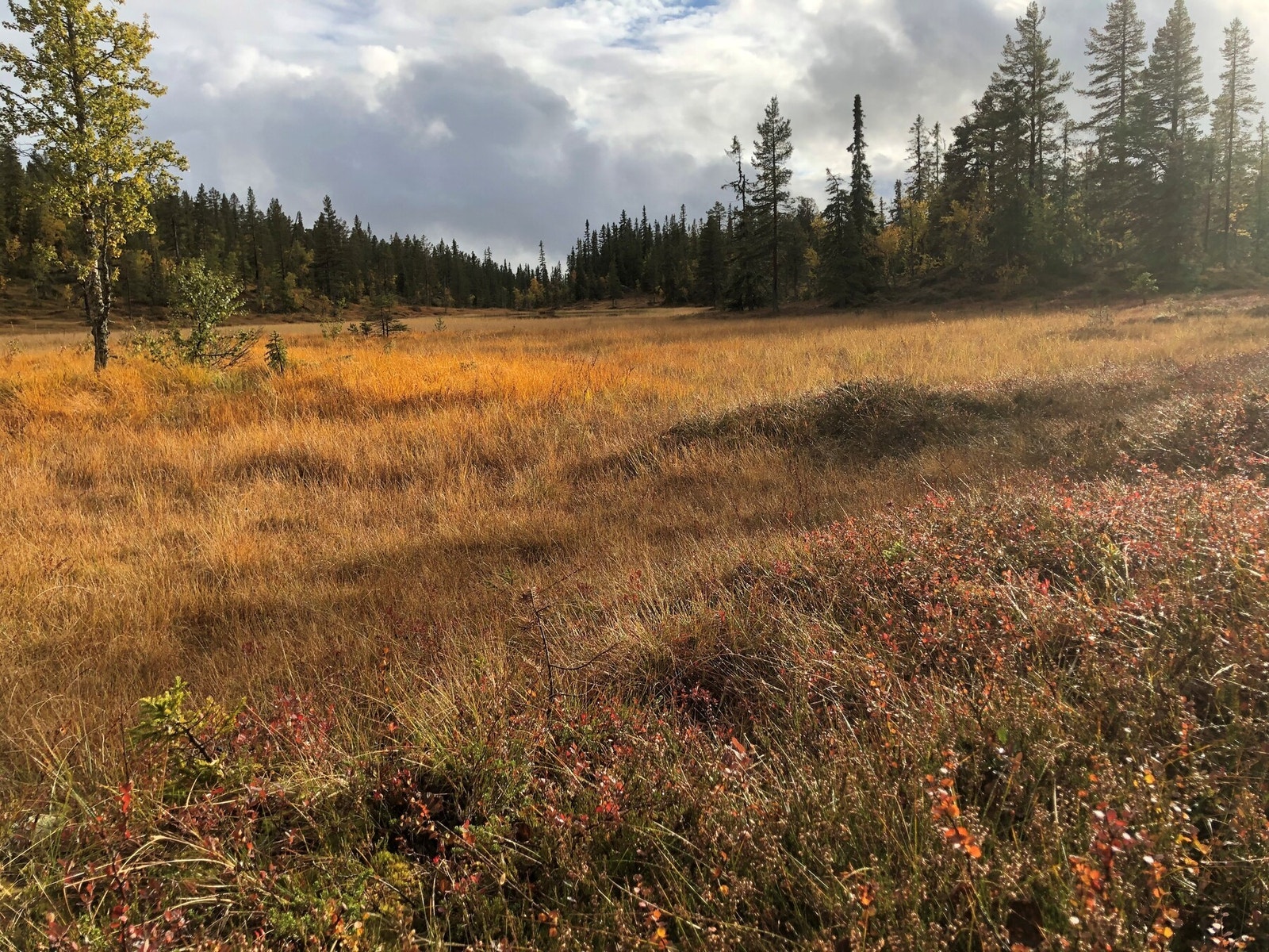 Kanskje en moltemyr? Galleribilde