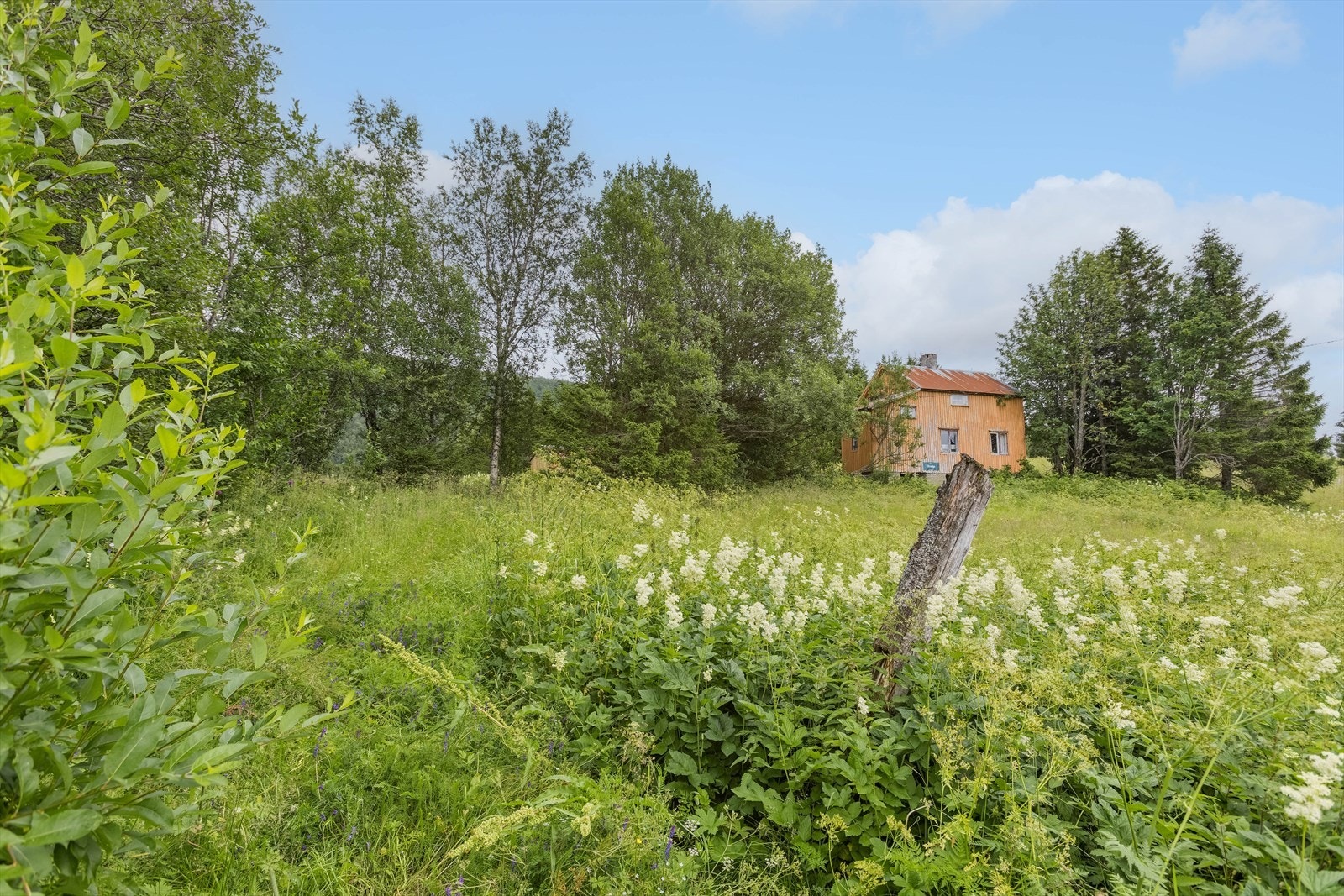Adkomst via "allé" som er helt gjengrodd. Galleribilde