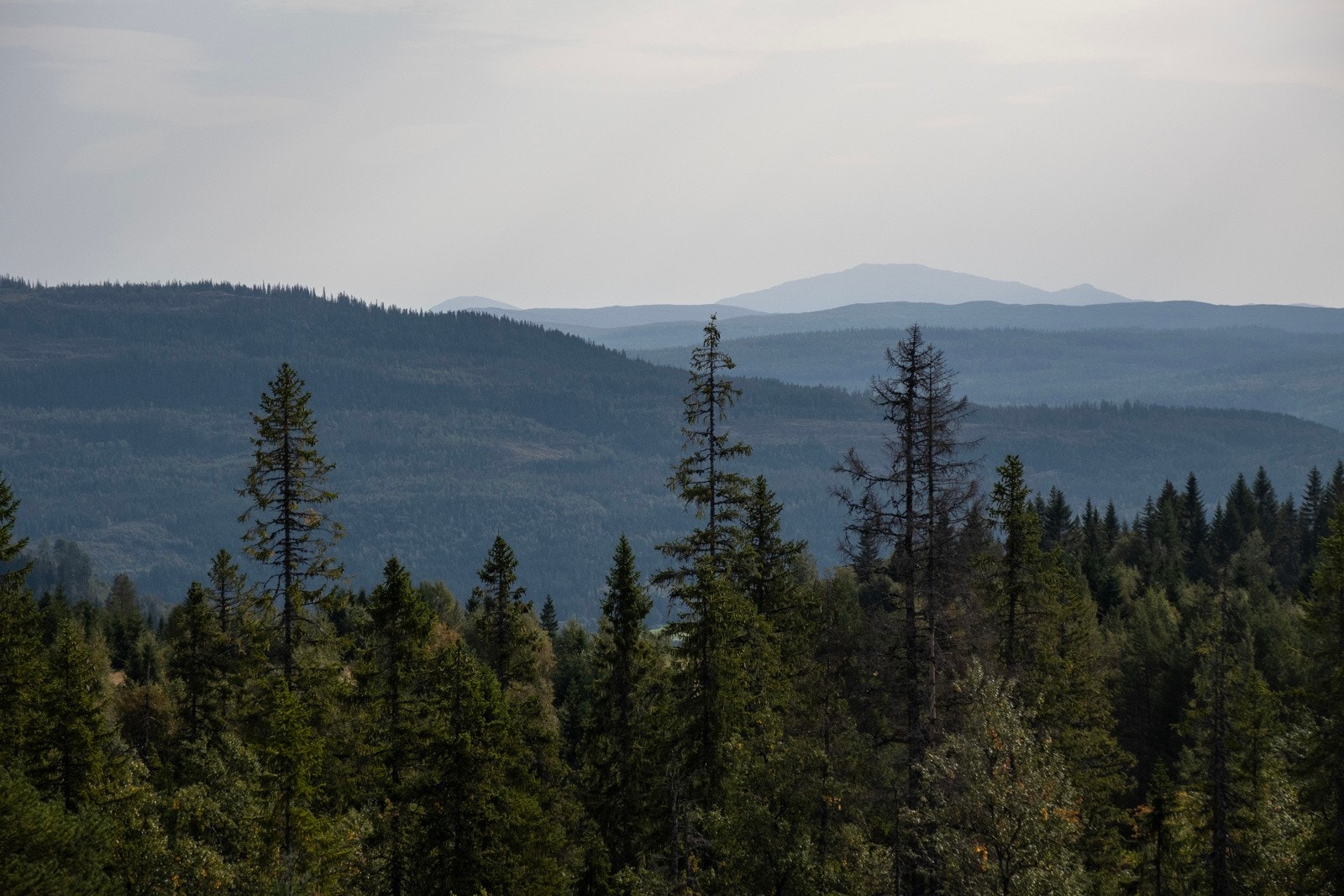Svært gode utsiktsforhold fra eiendommen. Galleribilde