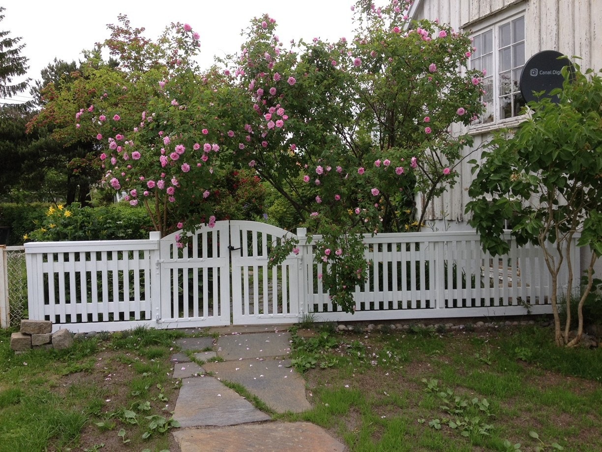 Selgers private bilde av roseblomstringen. Galleribilde