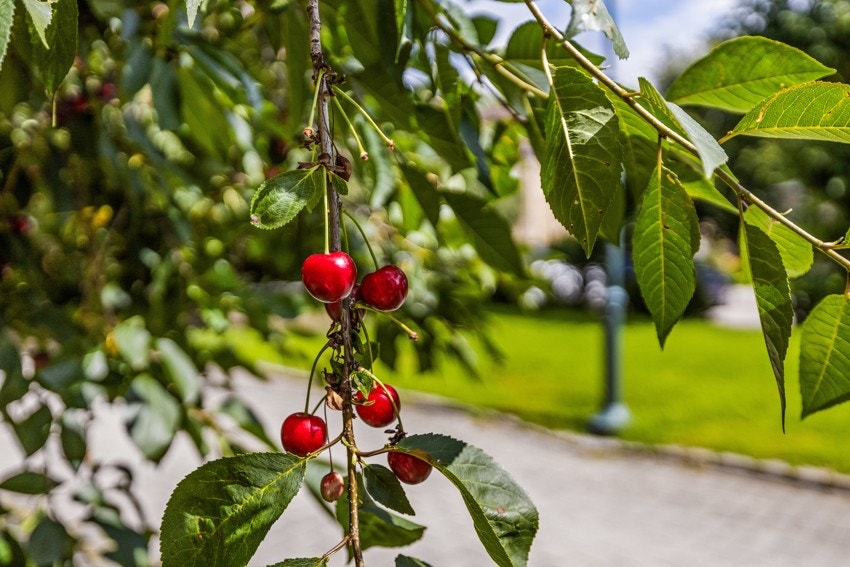 Hagegruppen gjør en formidabel innsats med det vakre gårdsrommet Galleribilde