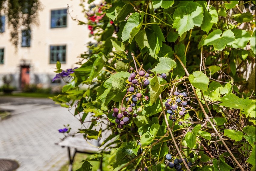 Utearealene er pent opparbeidet med ulike vekster Galleribilde