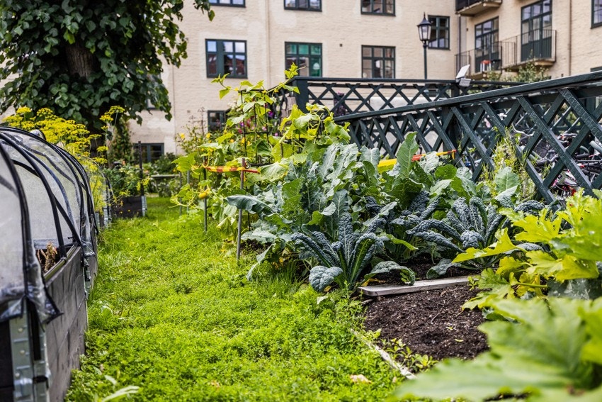 Borettslaget har egen kjøkkenhage. Galleribilde