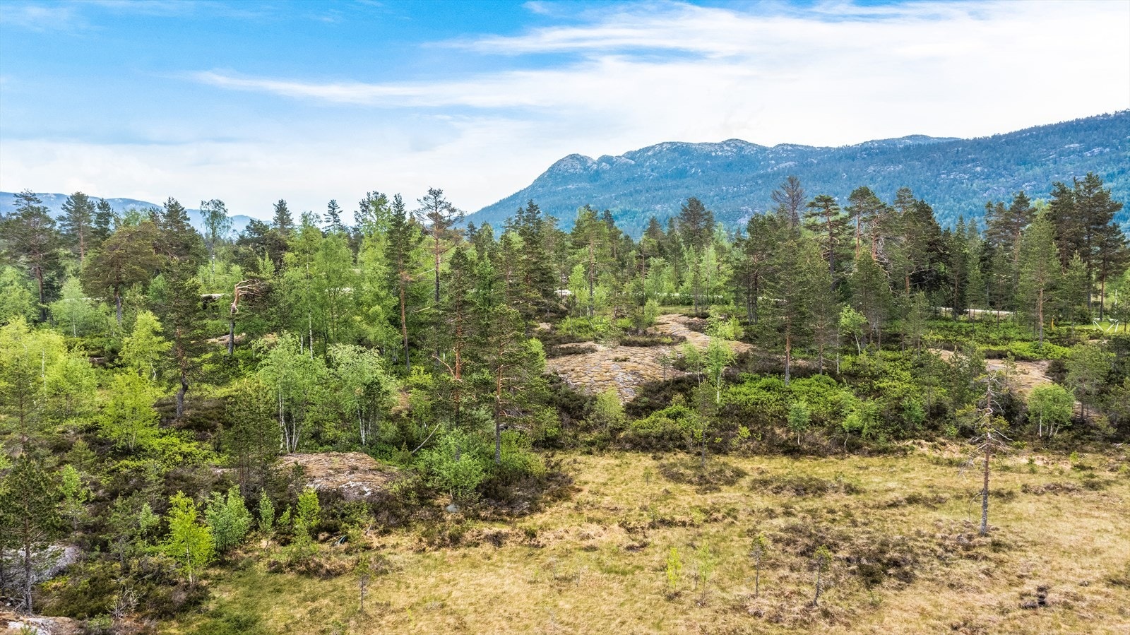 Tomten selges som den står med den vegetasjon som er på eiendommen Galleribilde
