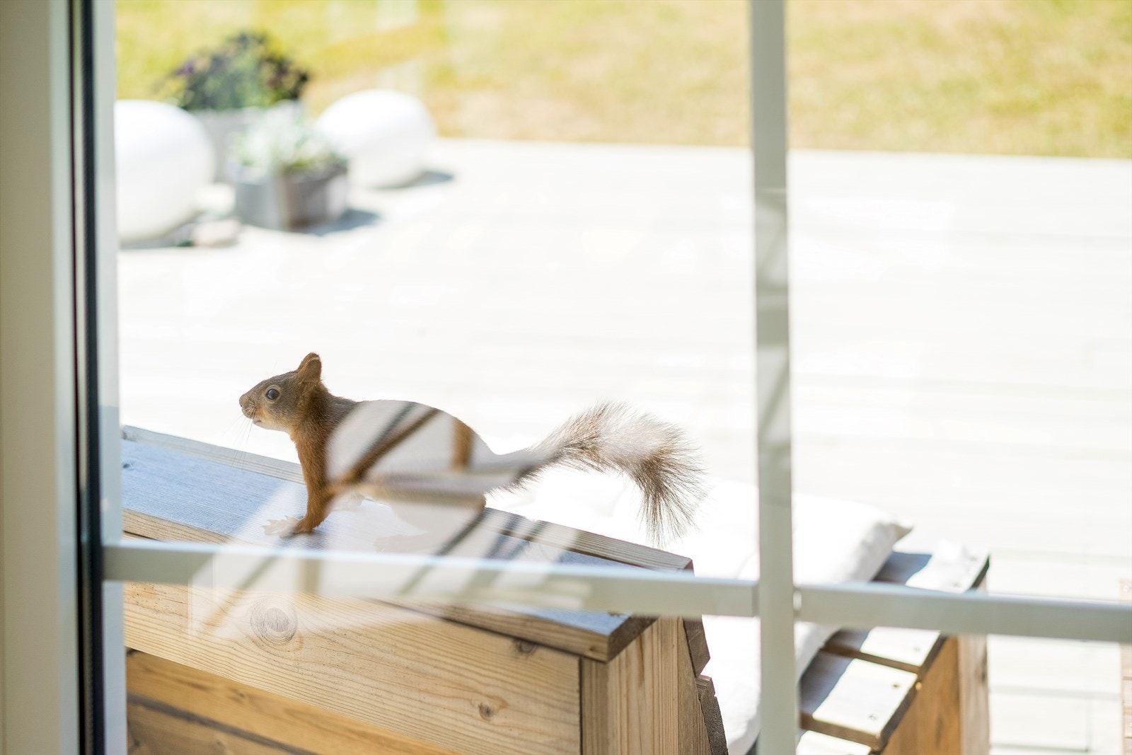 En liten "nabo" på besøk Galleribilde