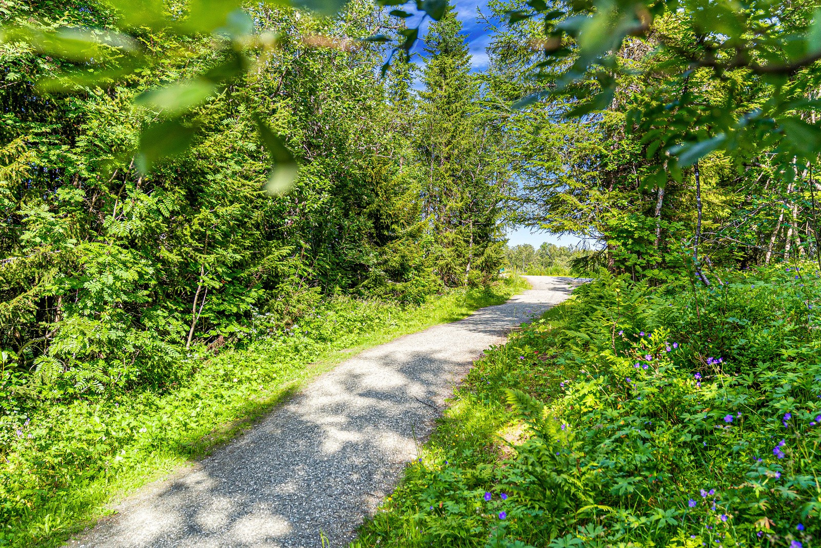 Det er kort vei inn i lysløypa som byr på fantastiske turmuligheter sommer som vinter.