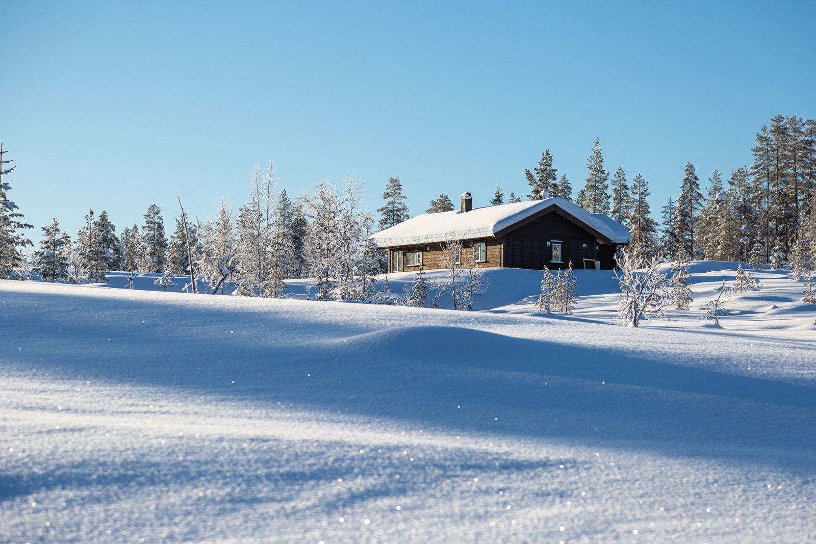 Bekkeblom fra Eltsjøen Galleribilde