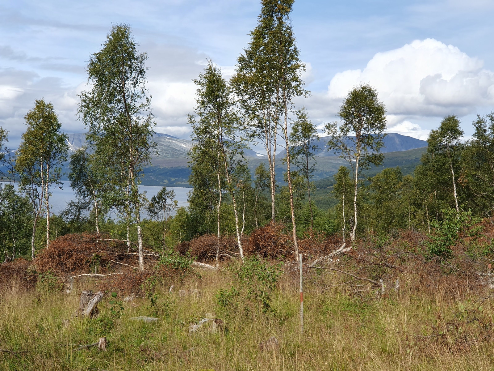 Fra tomtene, med utsikt innover Gjevilvassdalen. Galleribilde