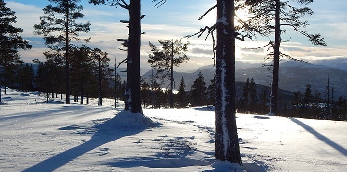 Tomt 39 og 40 med utsikt mot Krøderen Galleribilde