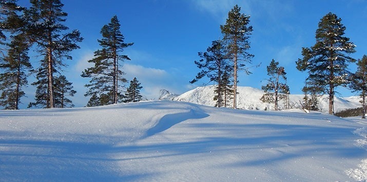 Tomt 50 Galleribilde