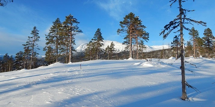 Tomt 50 Galleribilde