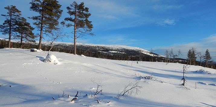 Tomt 55, 57 og 59 Galleribilde