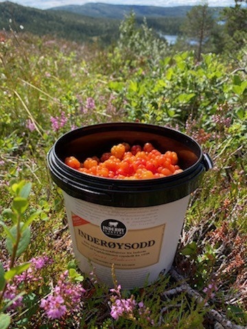 Dagens fangst 5.8 Galleribilde