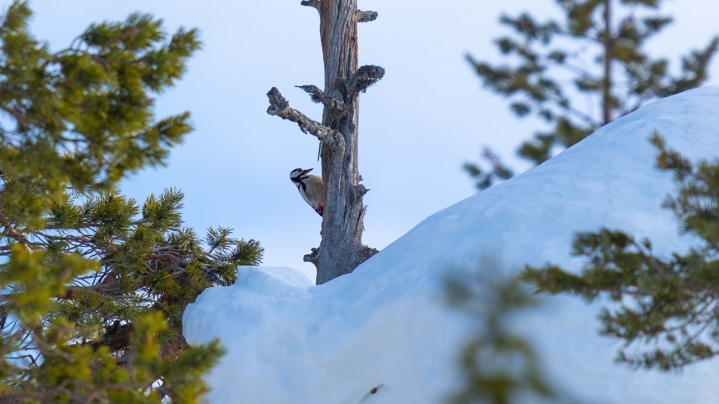 Rikt dyre og fugleliv Galleribilde