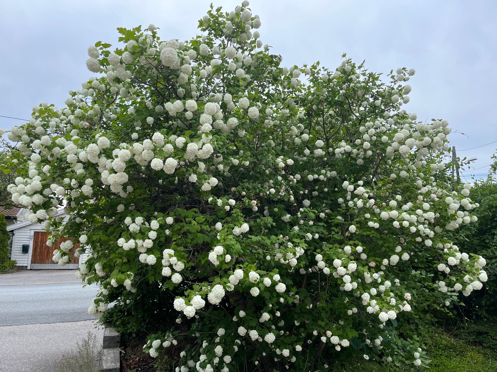 IMG_2839 Galleribilde