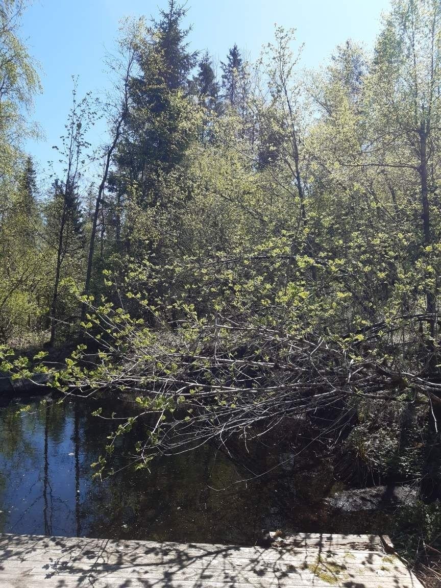 Dam med tilsig fra bekk og en platting bak garasjen Galleribilde
