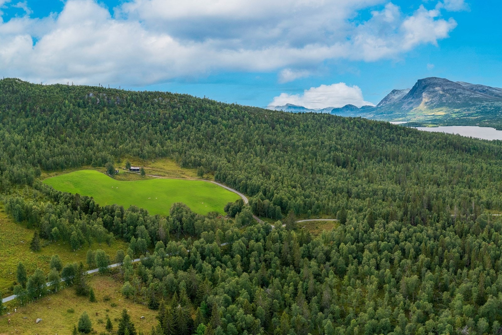 Bak i bildet: Skogshorn i Hemsedal Galleribilde