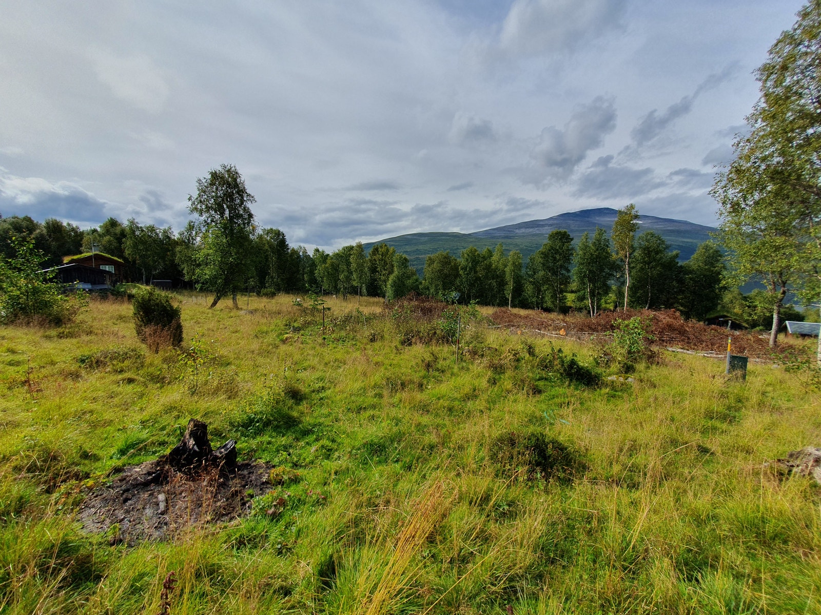 Tomteområdet. Galleribilde