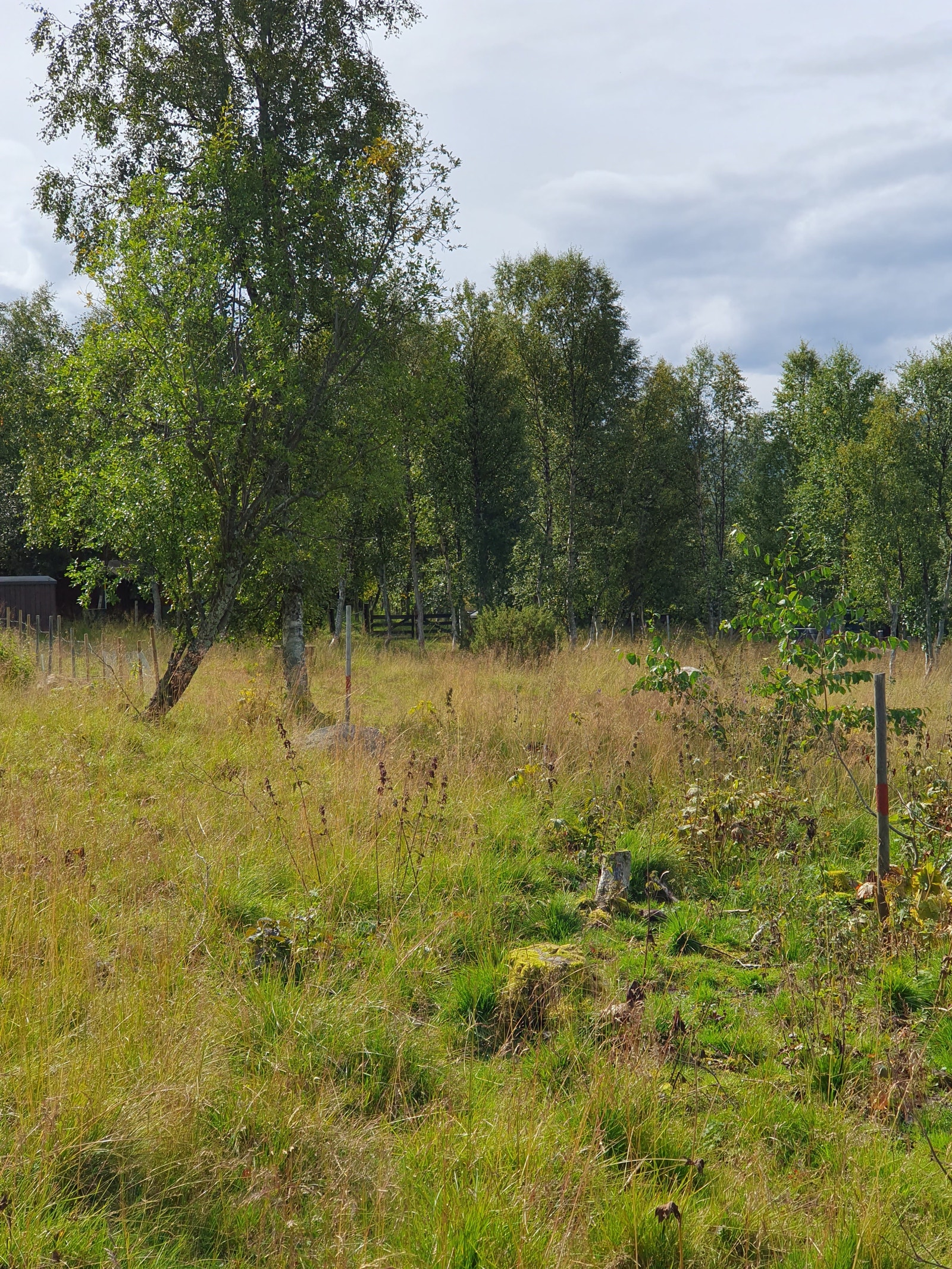 Tomteområdet. Galleribilde