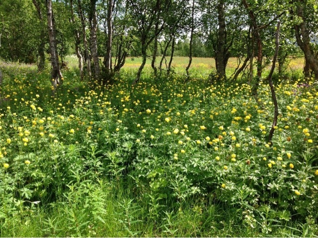 Selgers egne bilder. Galleribilde