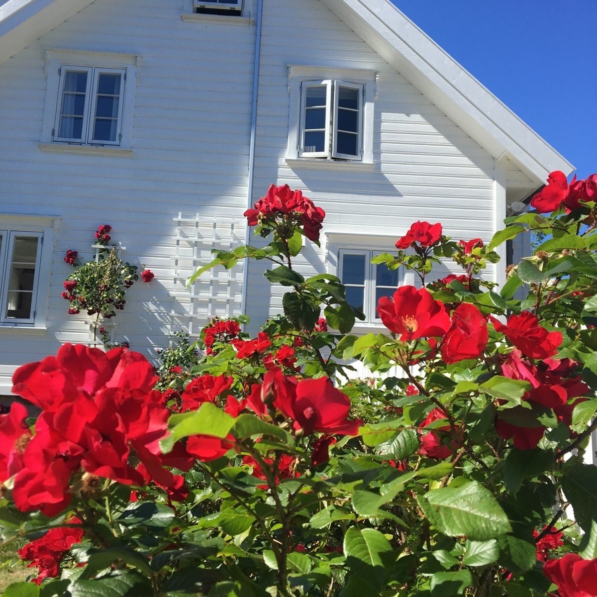 Selgers stemningsbilde av en flott rosebusk på eiendommen Galleribilde