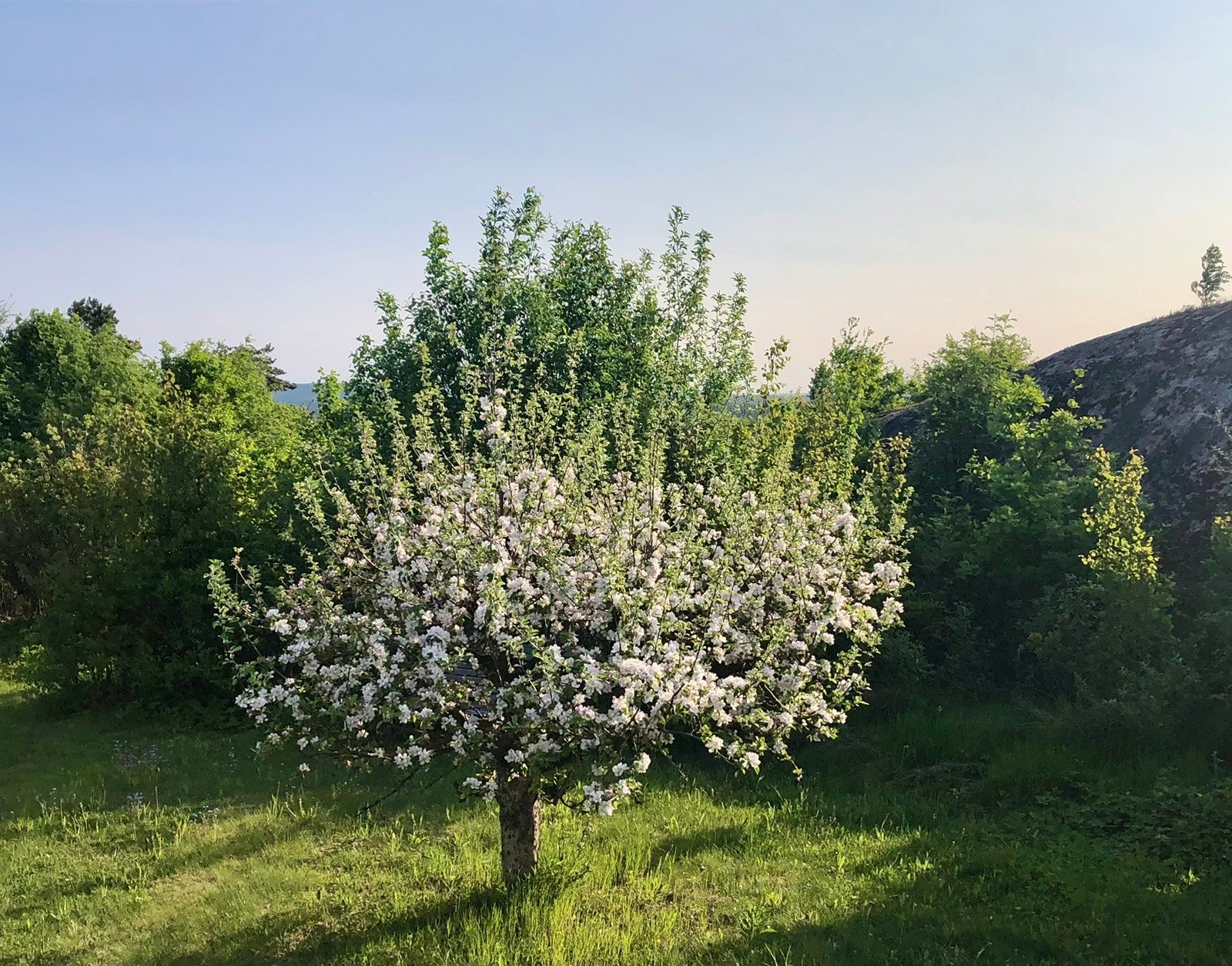 Sommer Galleribilde