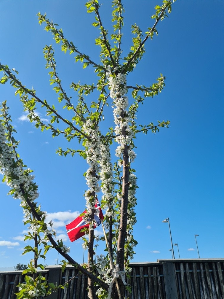Søtkirsebærtre i blomst Galleribilde