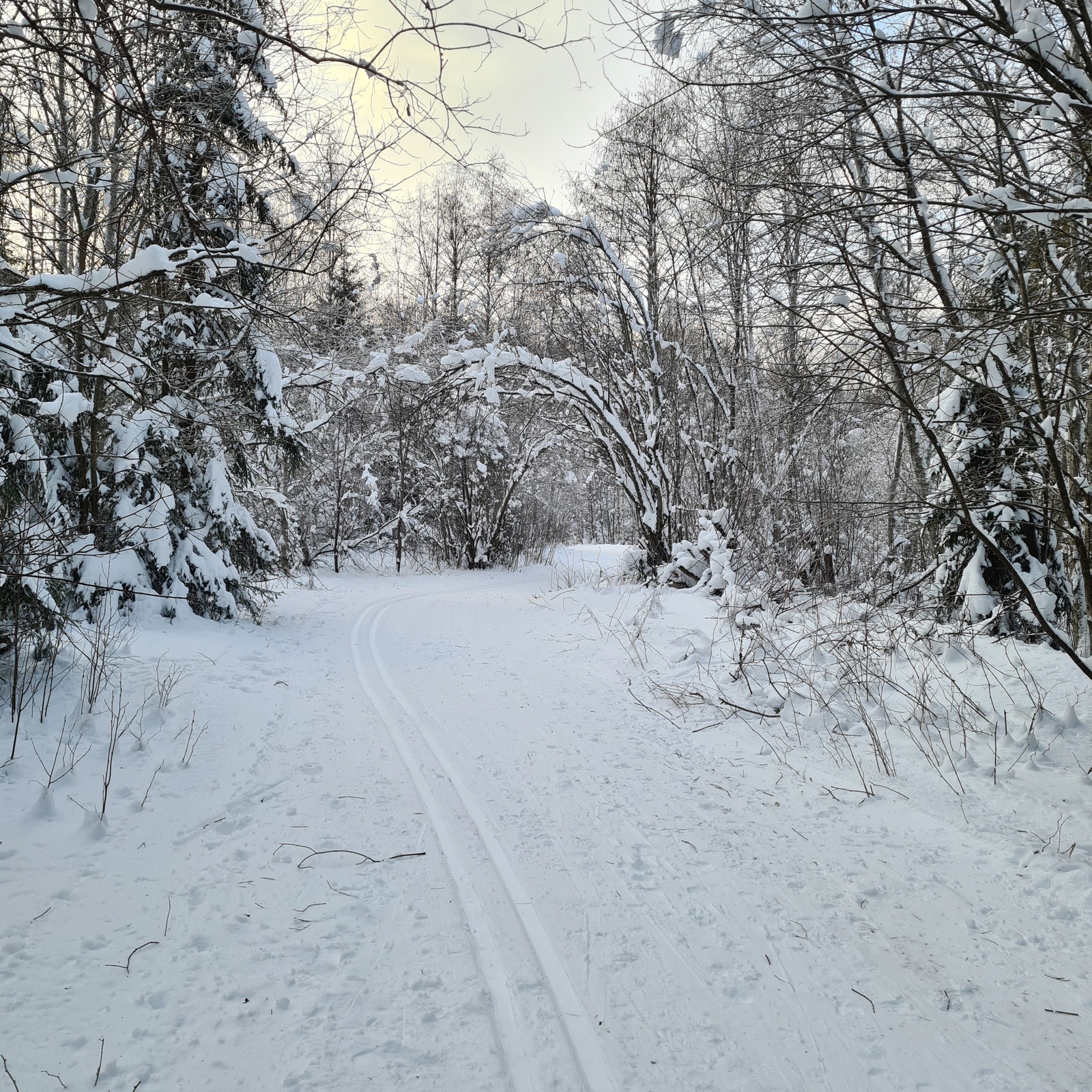 Skiløyper inne i Hiltonskogen. Galleribilde