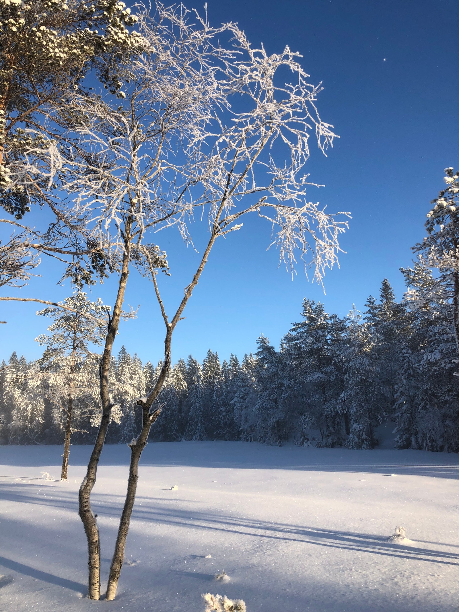 Marka om vinteren Galleribilde