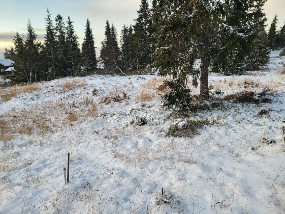 Tomta fra nord-øst Galleribilde