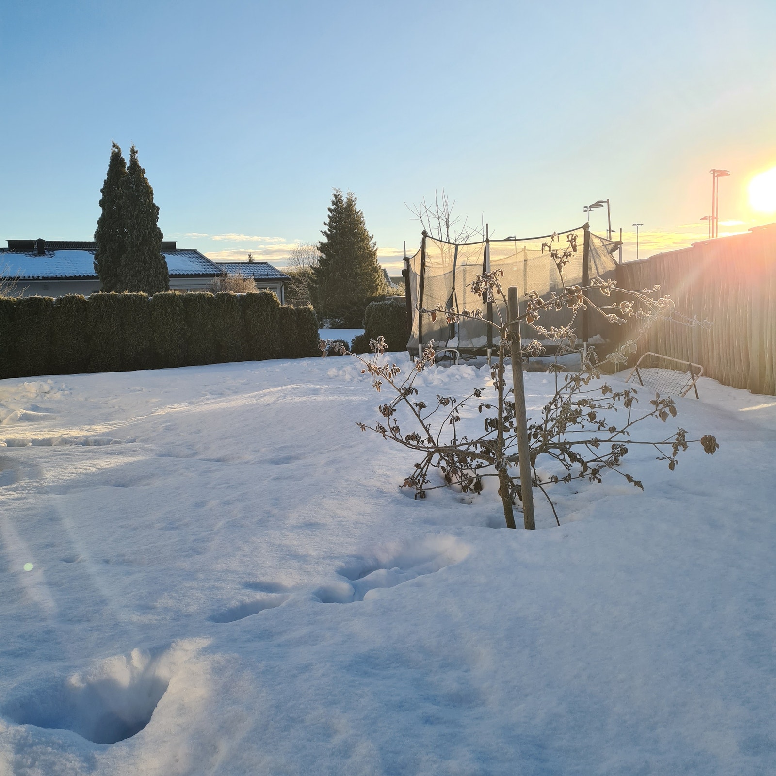 Epletre i hage Galleribilde