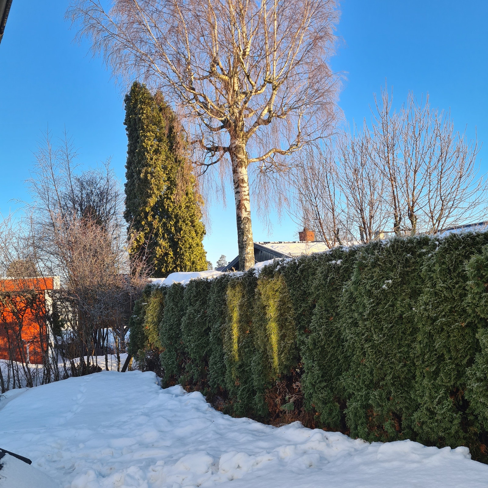 Hagekrok, usjenert Galleribilde