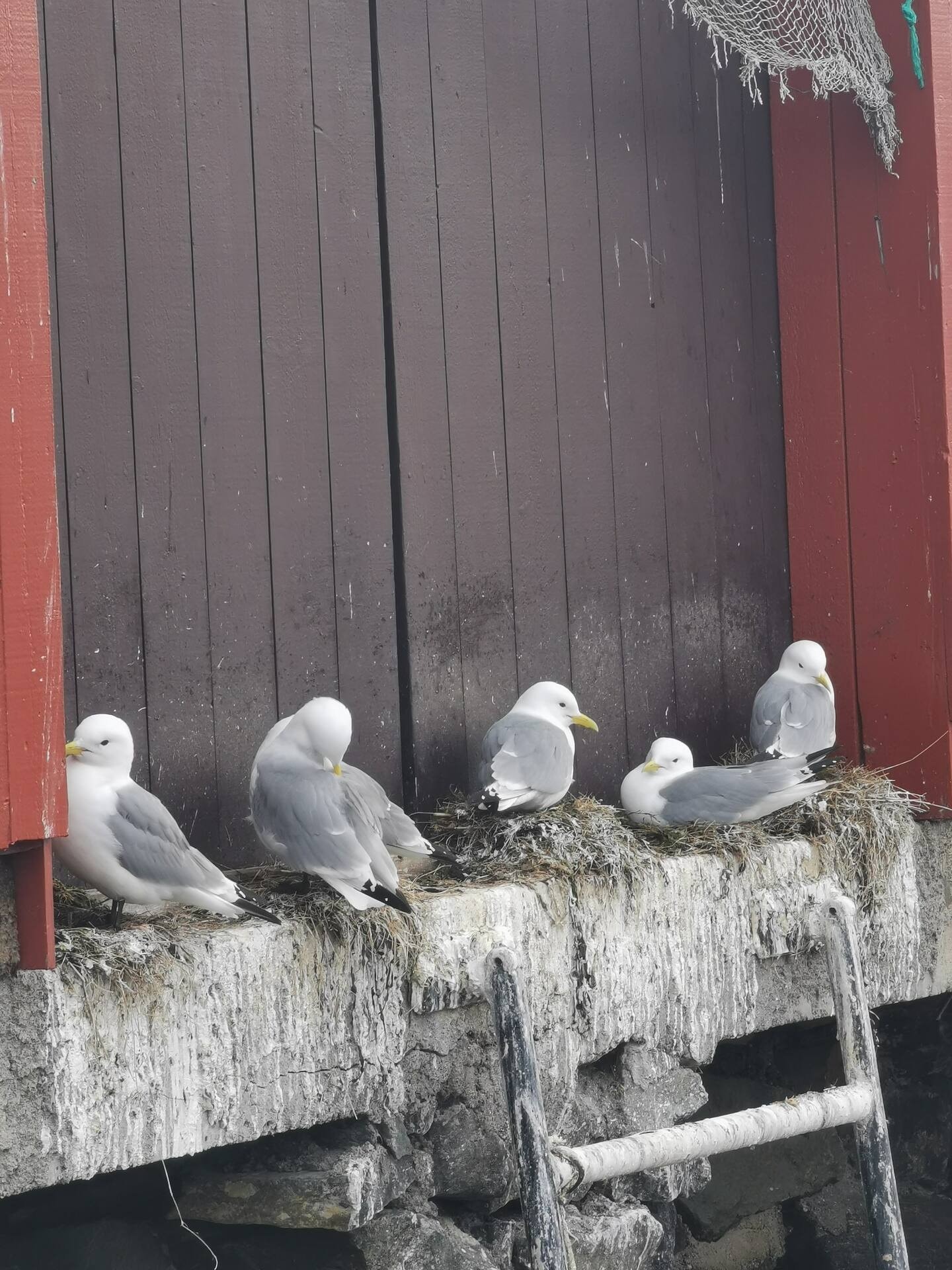 Yrende fugleliv. Galleribilde