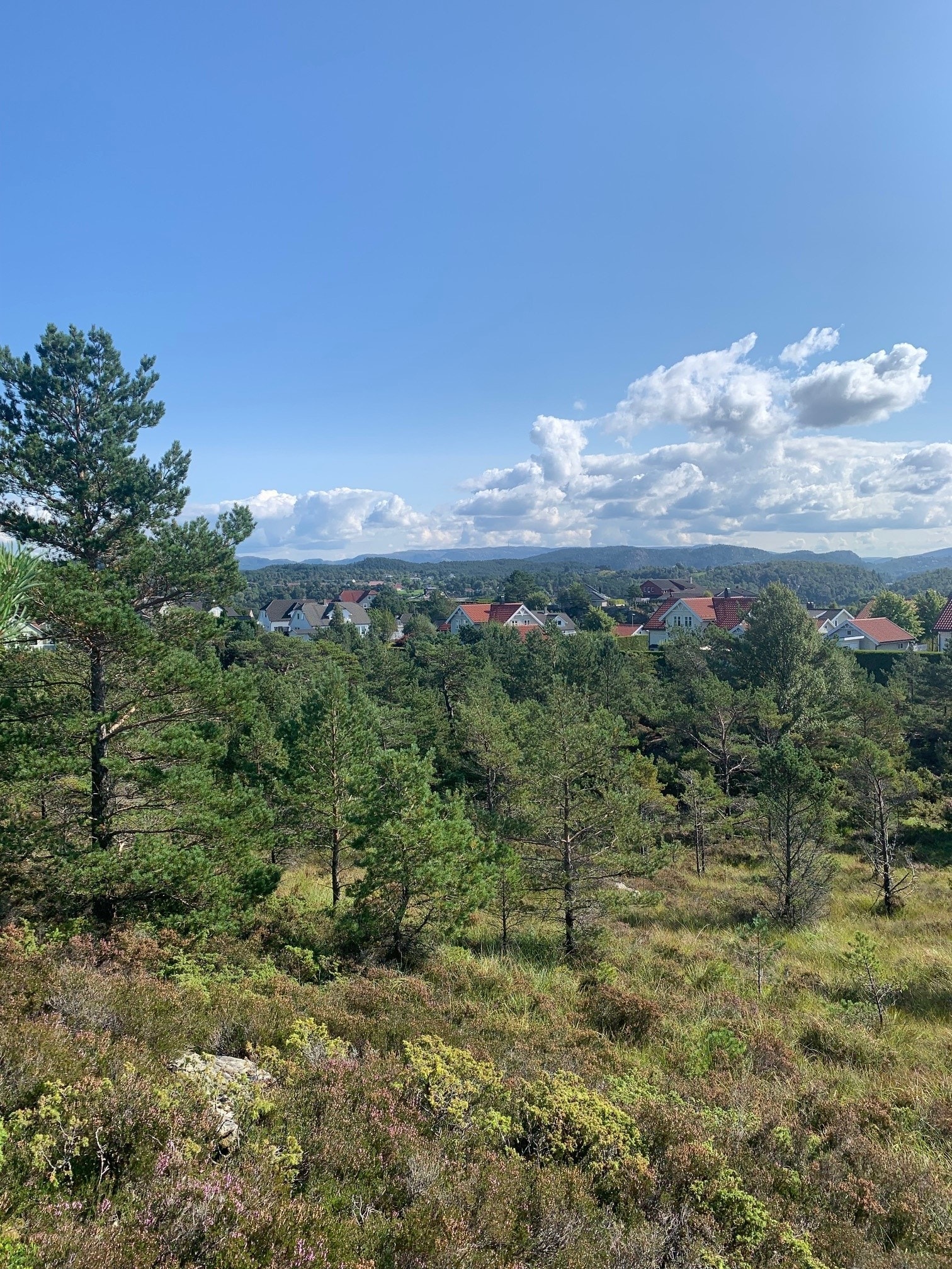 Utsikt mot sør Galleribilde