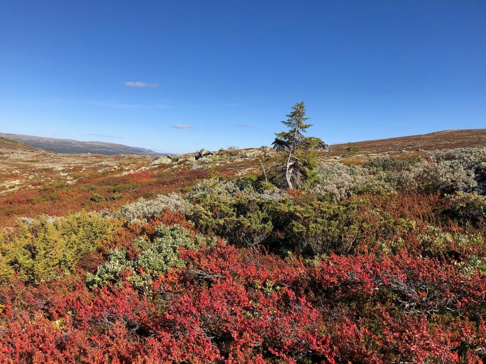 Bilde fra Imingfjell Galleribilde