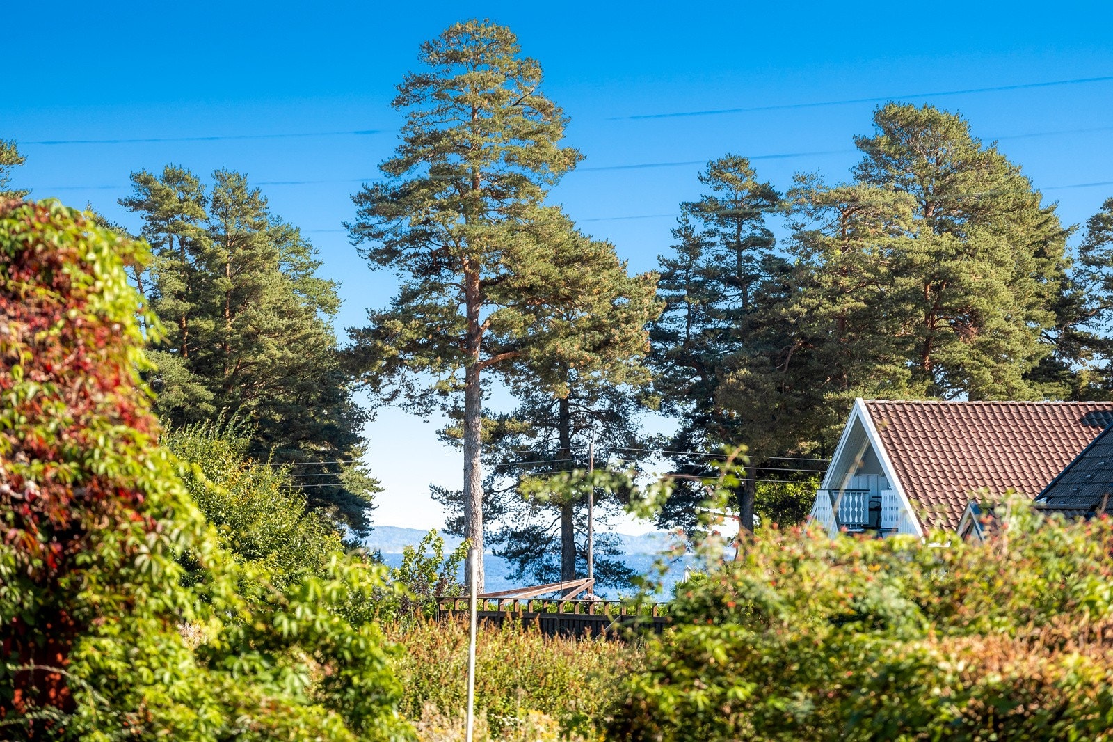 Utsikt ned til Skallevoldstranden Galleribilde