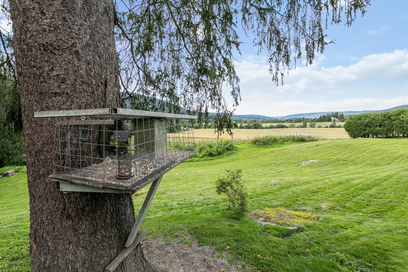 Yrende dyreliv like utenfor stuevinduet. Galleribilde