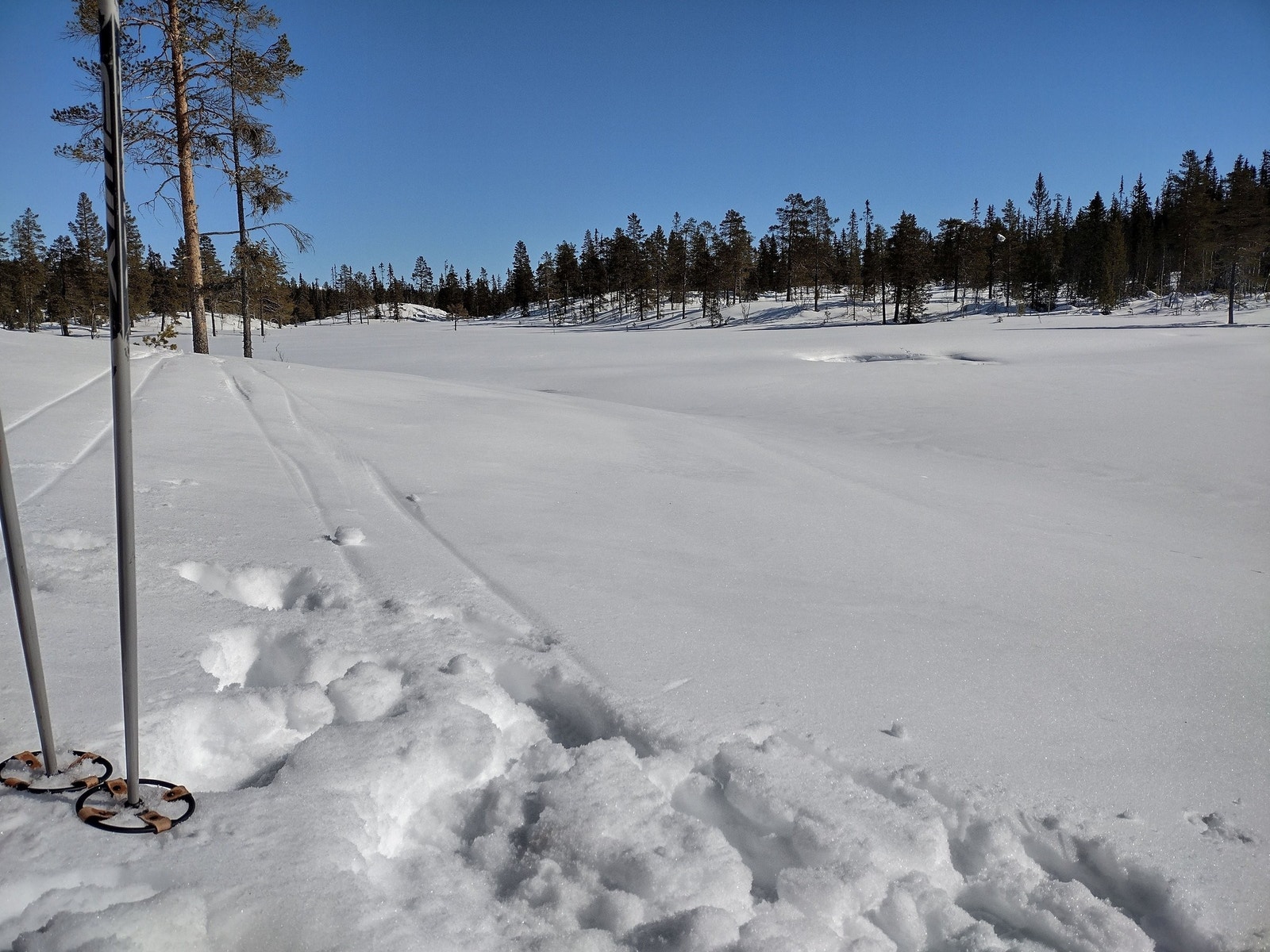 På Myrene. Sørøst for hytta. Galleribilde