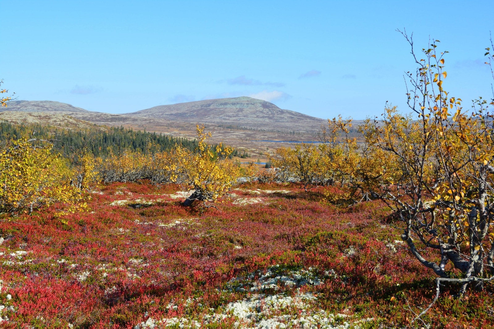 I Fjellet. Øst for hytta. Galleribilde