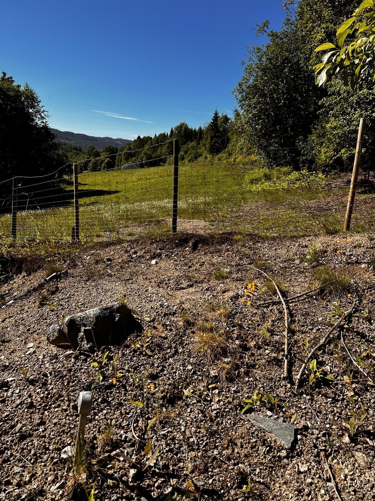 Grensen strekker seg nesten bort til naboens jorde hvor det går sauer sommerstid. Galleribilde
