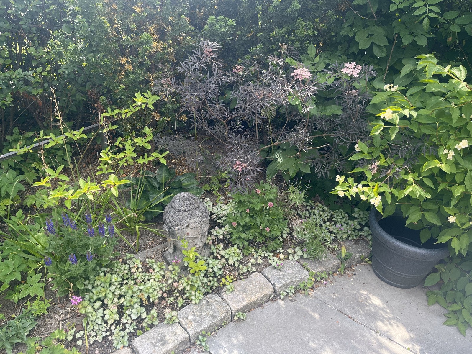 Selgers private bilde av hageparsell. Galleribilde