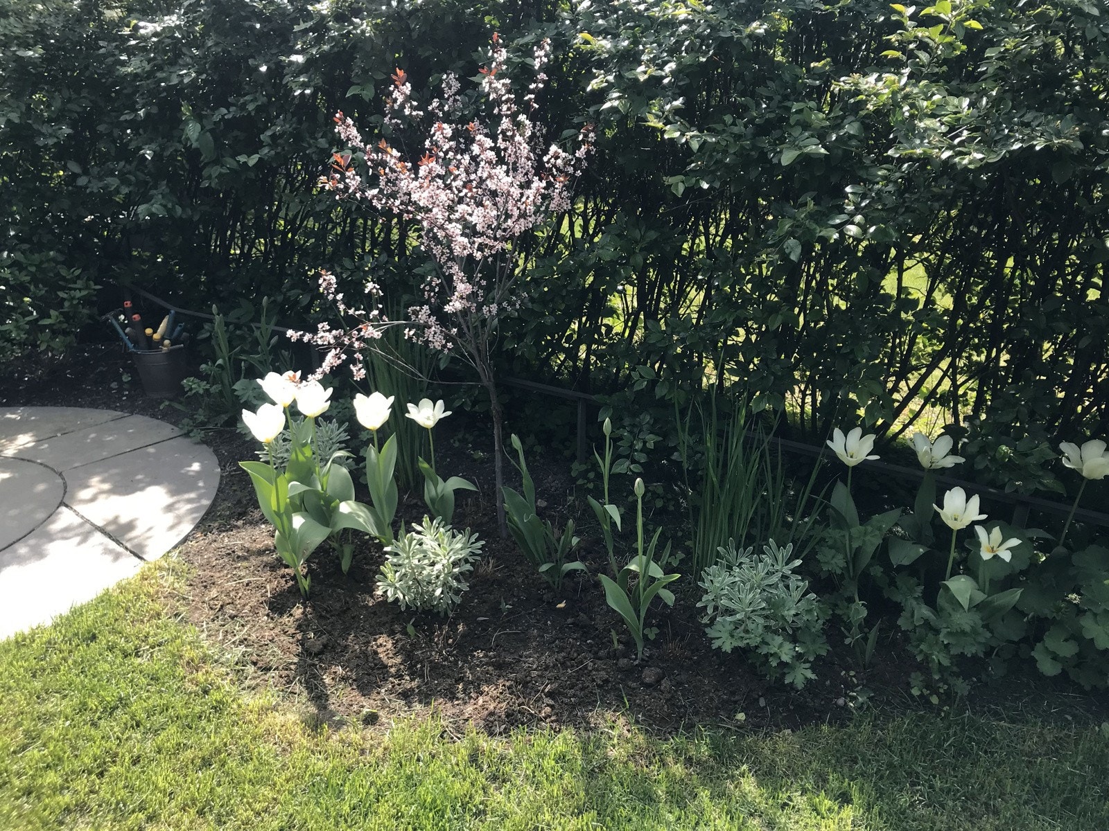 Selgers private bilde av hageparsell. Galleribilde