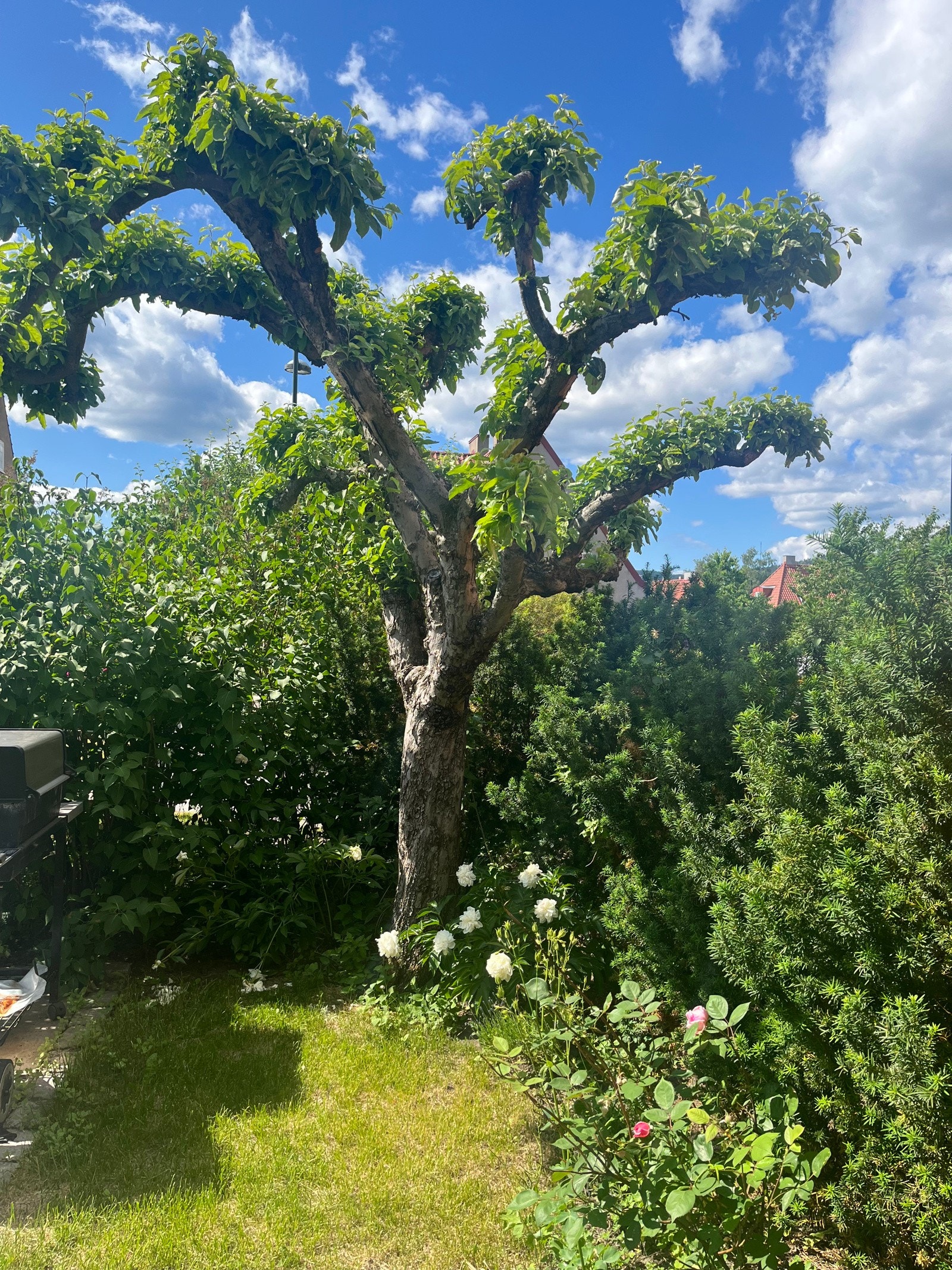 Selgers private bilde av hageparsell. Galleribilde